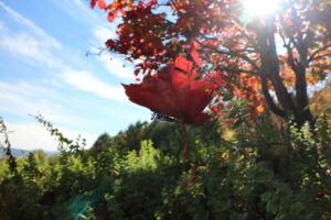 紅葉の葉