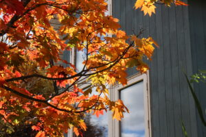 紅葉
