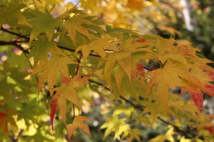 紅葉