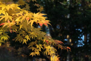 紅葉