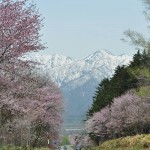 山部の桜