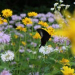 花畑と蝶
