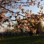 旭川市の桜