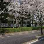 水戸の桜