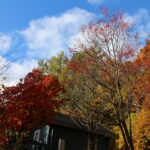 紅葉