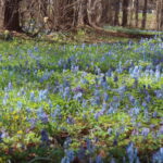 エゾエンゴサク