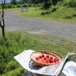 梅を干す