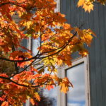 紅葉